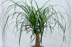 Beaucarnea (mangiafumo)